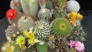 Cactus rubati allo Steflor