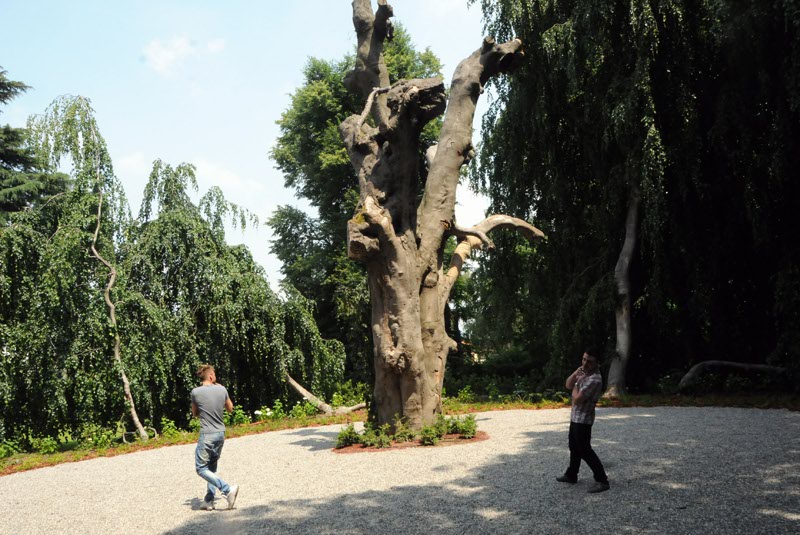 L’antico e il nuovo faggio in Villa Filippini