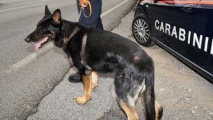 I carabinieri sono intervenuti con i cani antidroga (foto d’archivio)