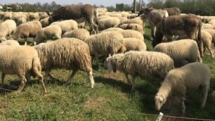 Pecore nella recente transumanza