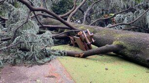 L’albero caduto nel giardino della scuola “Tonoli” di Monza