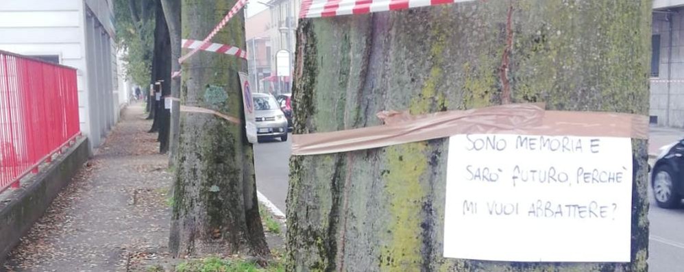 No abbattimento alberi via Buonarroti Monza