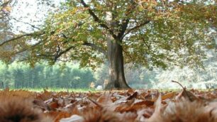 Il parco Sottocasa di Vimercate