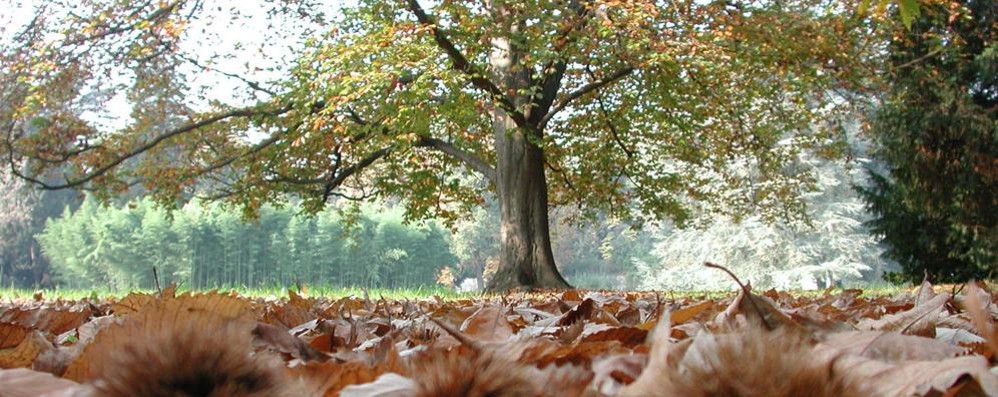 Il parco Sottocasa di Vimercate