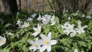 Monza Fioritura parco Anemone bianco