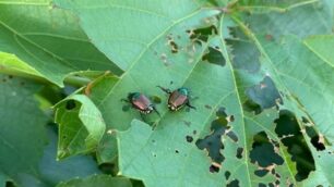 La Popillia japonica fotografata mentre mangia le foglie in Brianza