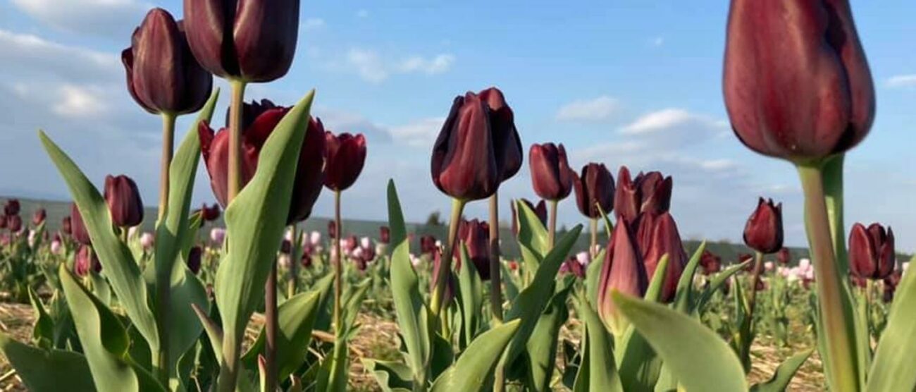 Ornago: shirin tulipani - foto Shirin su faceboo/archivio