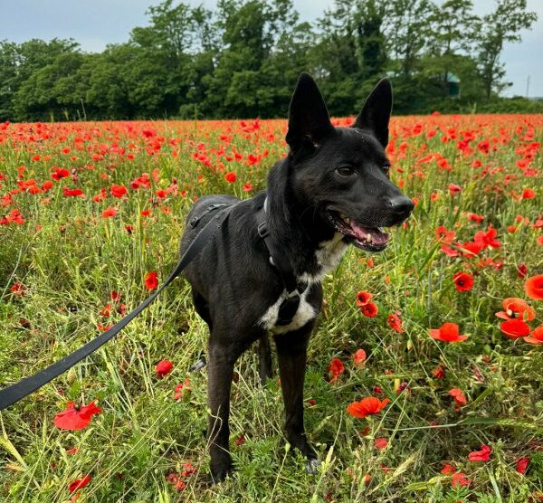 Cane Noir in un campo papaveri