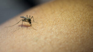 Una puntura di zanzara