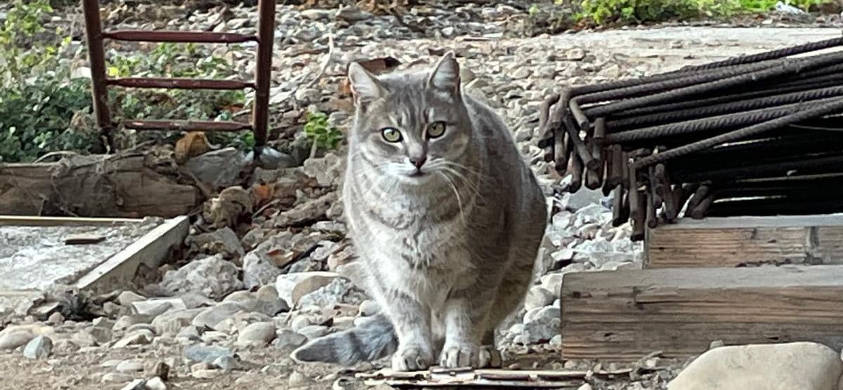 Monza gatto colonia felina