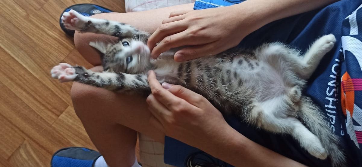 Enpa Monza Brianza Asilo dei cuccioli gattini