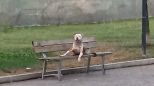 Monza Enpa MB Pitbull Gimbo legato panchina