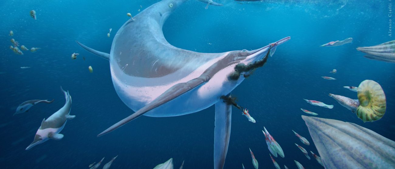 Ricostruzione artistica di un Besanosaurus impegnato a cacciare dei Phragmoteuthis, lontani parenti dei calamari. A sinistra, in secondo piano nuotano due piccoli ittiosauri del genere Mixosaurus e un gruppo di ammonoidi del genere Ceratites; a destra, in primo piano, un altro ammonoide del genere Serpianites. Disegno di Alessio Ciaffi. Fonte: Bindellini et al., 2024 - Postcranial anatomy of Besanosaurus leptorhynchus (Reptilia: Ichthyosauria) from the Middle Triassic Besano Formation of Monte San Giorgio (Italy/Switzerland), with implications for reconstructing the swimming styles of Triassic ichthyosaurs. Swiss Journal of Paleontology