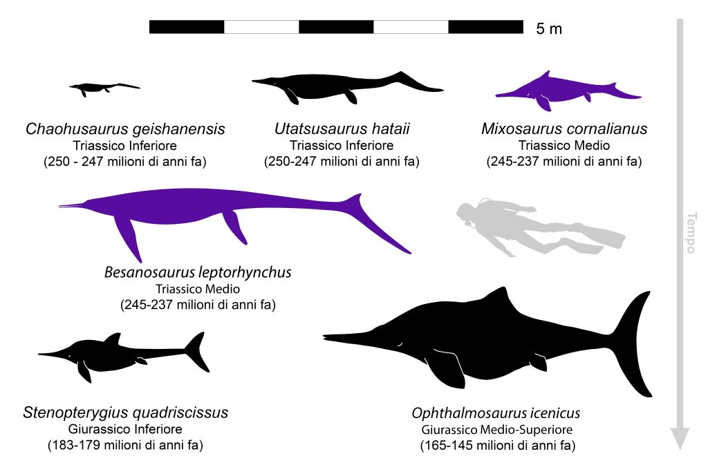 Pur sembrando pesci, gli ittiosauri erano rettili -non imparentati coi dinosauri- che si adattarono perfettamente a vivere
in mare aperto, trasformando in pinne le zampe dei loro antenati di terraferma. I più antichi, come Chaohusaurus e Utatsusaurus,
avevano code quasi diritte e un nuoto anguilliforme; i più evoluti, come Stenopterygius e Ophthalmosaurus, svilupparono pinne
dorsali e code a falce simmetriche, che permettevano un nuoto “tonniforme” in cui il corpo era più rigido ma elastico e la spinta
maggiore era data dalla coda. Besanosaurus possedeva uno stile di nuoto intermedio. Tra gli ittiosauri del Triassico, solo Mixosaurus
possedeva già una pinna dorsale: garantiva un nuoto più efficiente e la convivenza con i Besanosauri, senza competizione reciproca
(le sagome viola evidenziano le specie del Monte San Giorgio). Disegno di Gabriele Bindellini. Fonte: Bindellini et al., 2024 -
Postcranial anatomy of Besanosaurus leptorhynchus (Reptilia: Ichthyosauria) from the Middle Triassic Besano Formation of Monte
San Giorgio (Italy/Switzerland), with implications for reconstructing the swimming styles of Triassic ichthyosaurs. Swiss Journal
of Paleontology