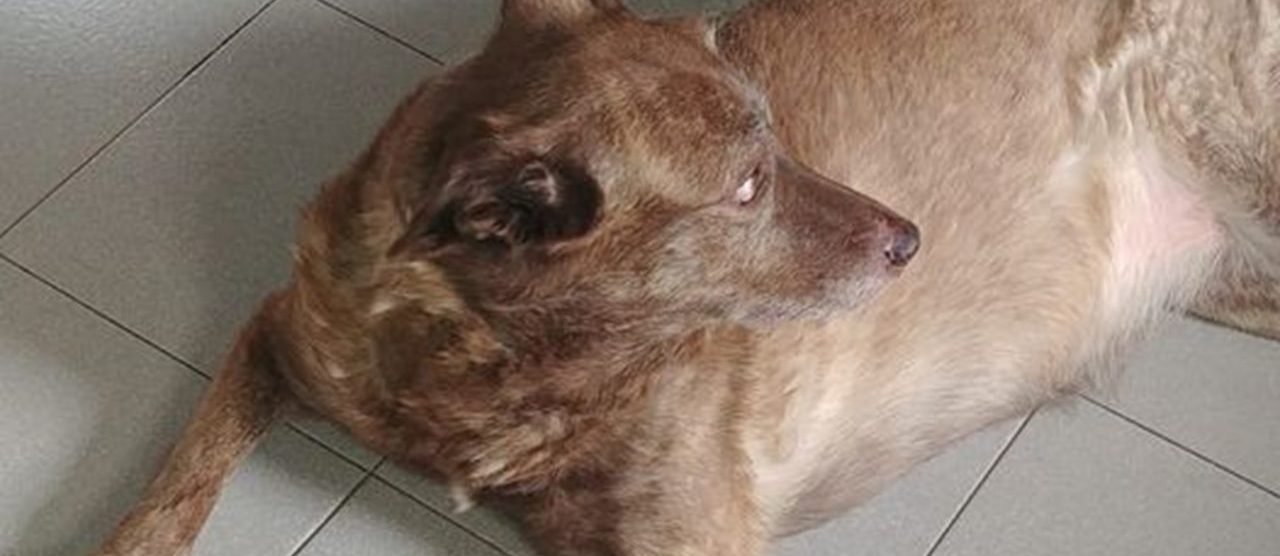 Seregno il cane di Gabriella Granato