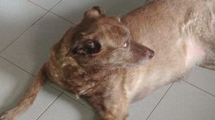 Seregno il cane di Gabriella Granato